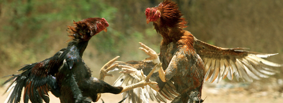 rooster fight