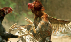 Featured image of post 🐔 What happened with my project on the Rinha de Backend challenge